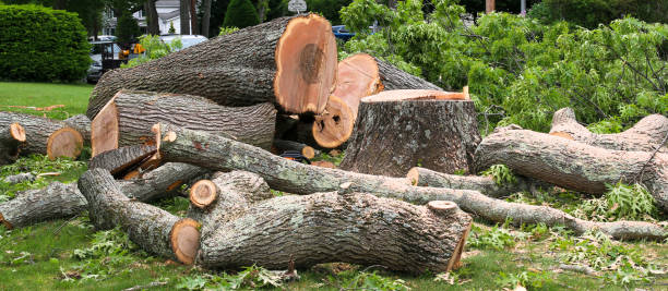 Best Tree Maintenance Programs  in Lexington, TN