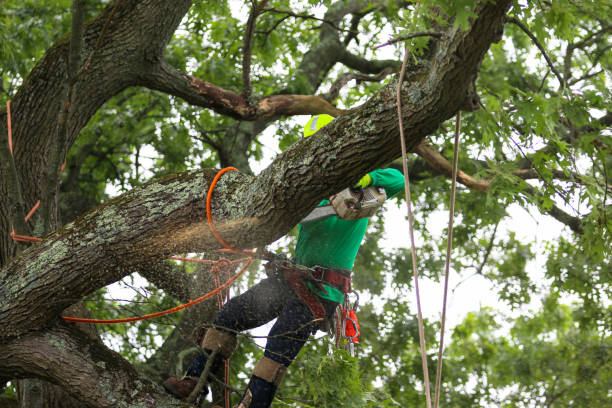 Best Firewood Processing and Delivery  in Lexington, TN