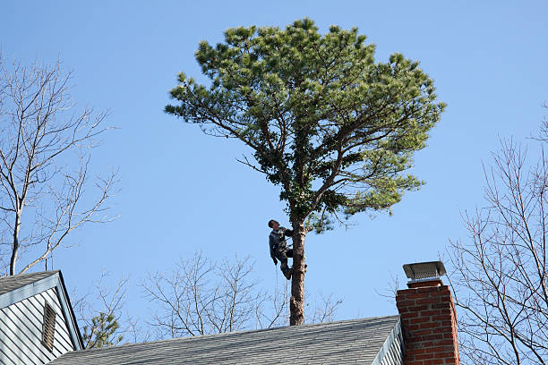 Best Aeration Services  in Lexington, TN